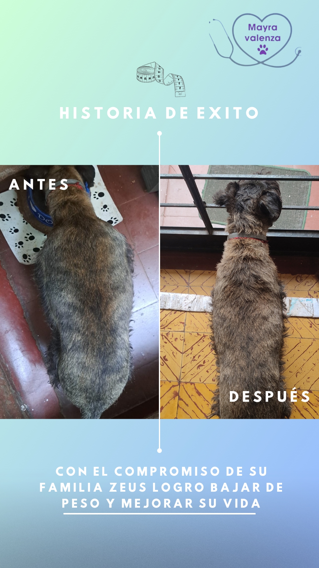 Testimonio de perro saludable